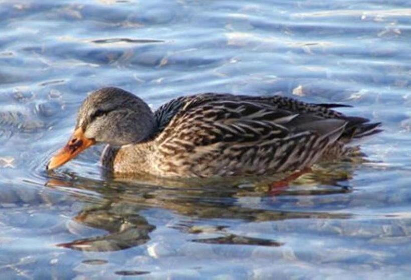Landhotel Schützenhof