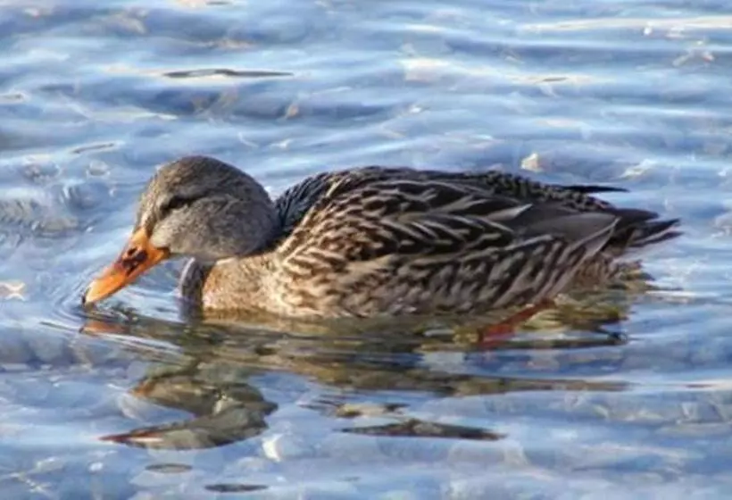 Landhotel Schützenhof