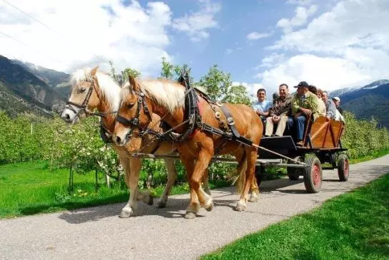 Bauernhof Bio-reiterhof
