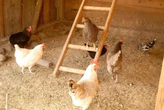 Bauernhof Bio-reiterhof