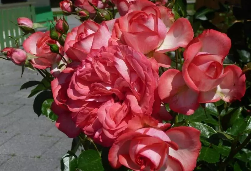 Xundheits Hotel Garni Eckershof