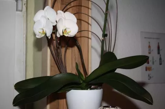 Отель Orchidee