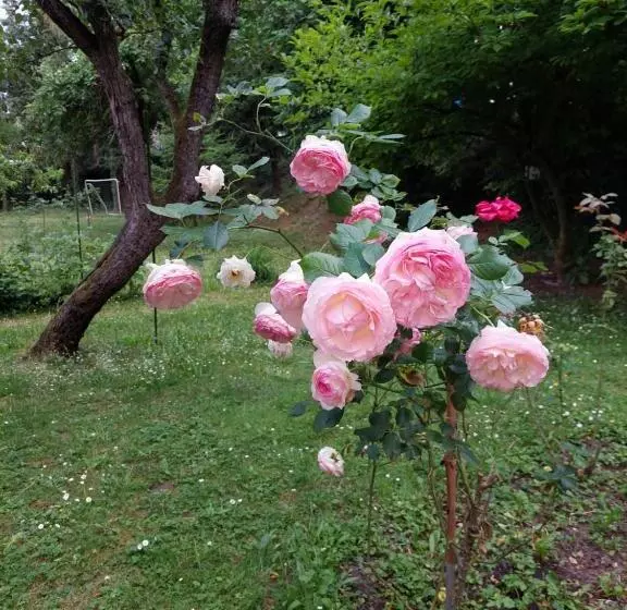 민박 Pension Marienhof