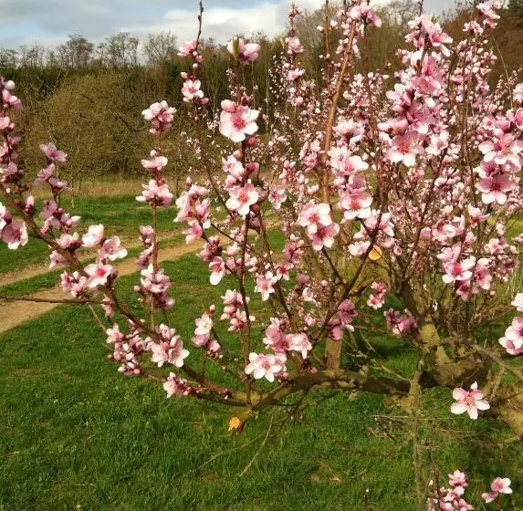 Bengel S Hotel Zur Krone