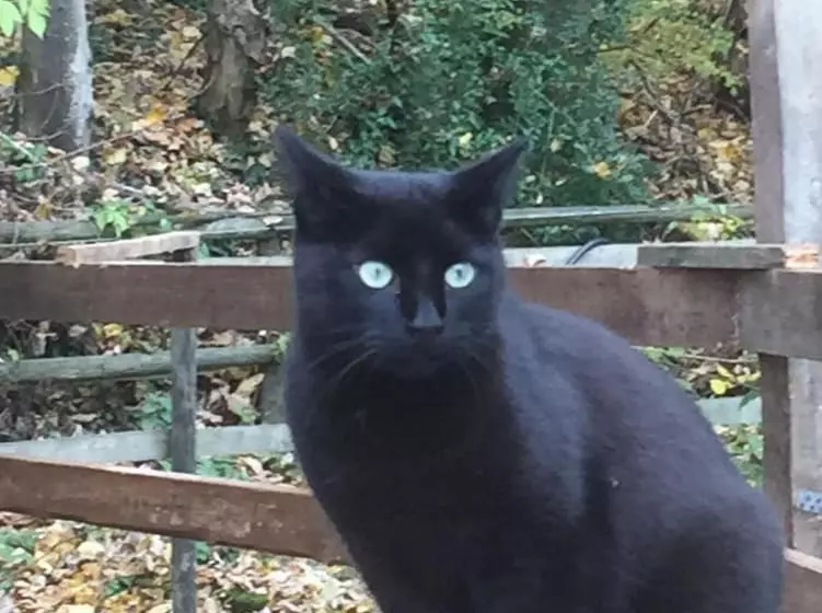 Landhotel Am Wenzelbach