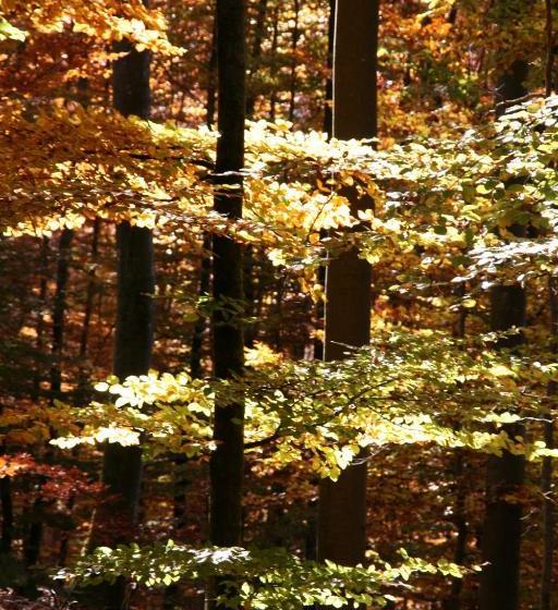 Pensão Sontheimer Wirtshäusle