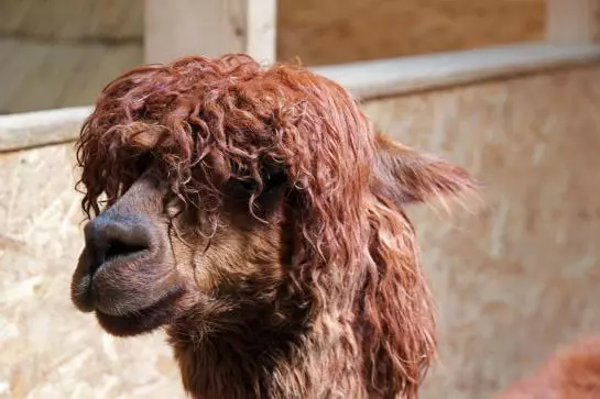 بنسيون Bäckerhäusl Gasthof