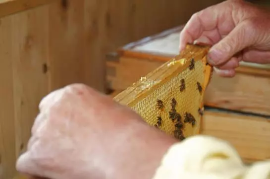 بنسيون Bäckerhäusl Gasthof