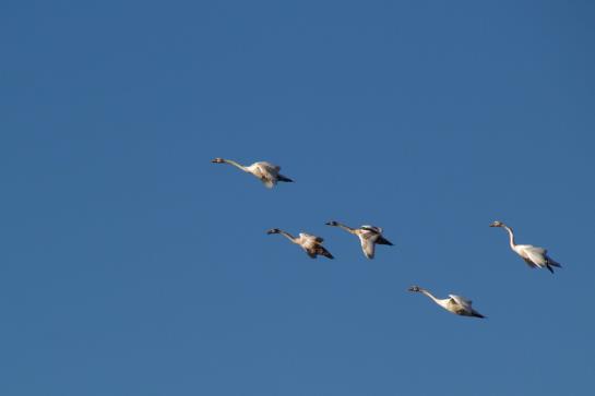 膳宿费 Bäckerhäusl Gasthof