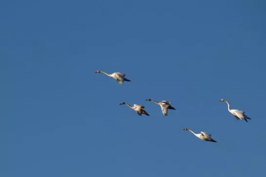 بنسيون Bäckerhäusl Gasthof