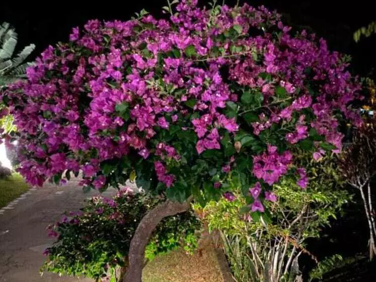 Hotelli Singgahsana Villa