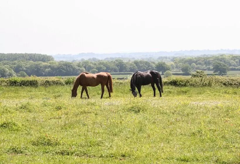 Saddlebacks Barn