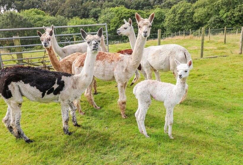 Shepherds Hut   The Crook