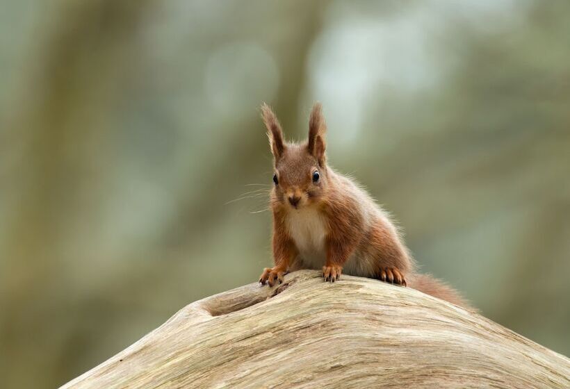 Somerville Coach House 1