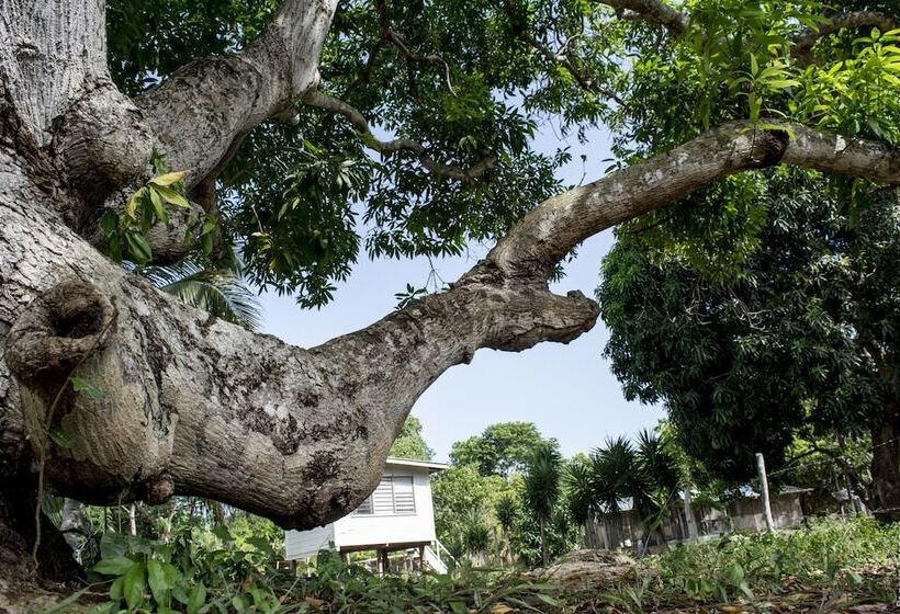 فندق صغير Backpackers Paradise