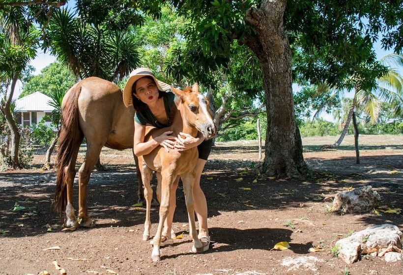 فندق صغير Backpackers Paradise