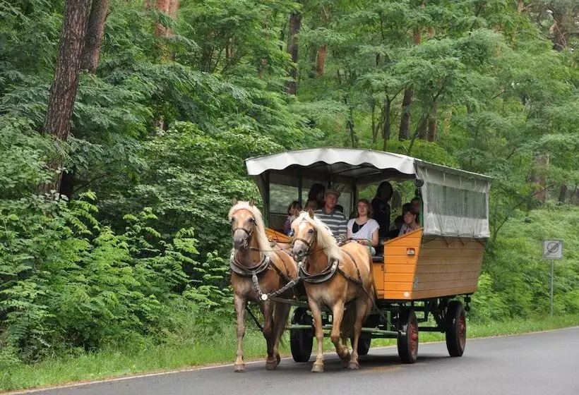 田舎風ホテル Haflingerhof Noack