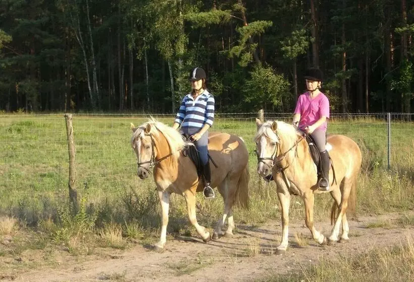 田舎風ホテル Haflingerhof Noack