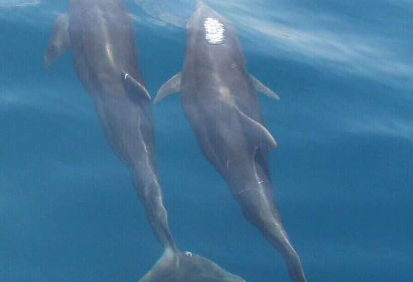 호텔 Bahia Rica Fishing & Kayak Lodge