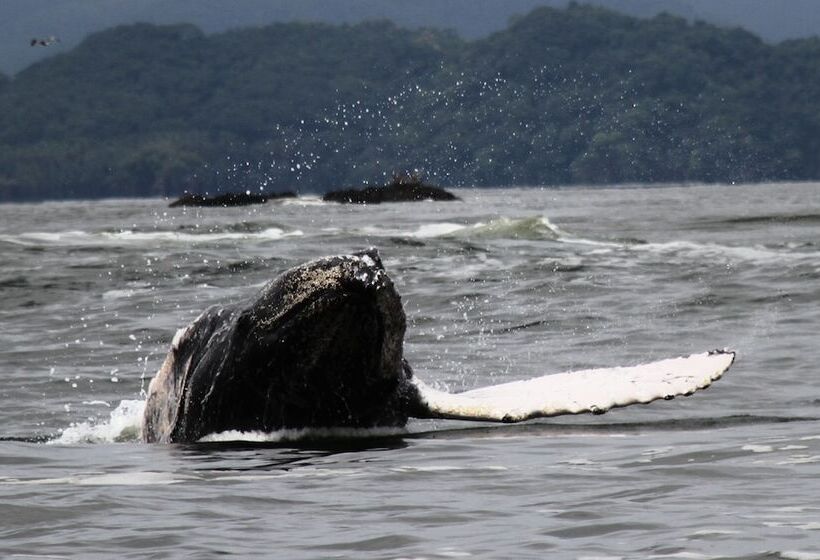 호텔 Bahia Rica Fishing & Kayak Lodge