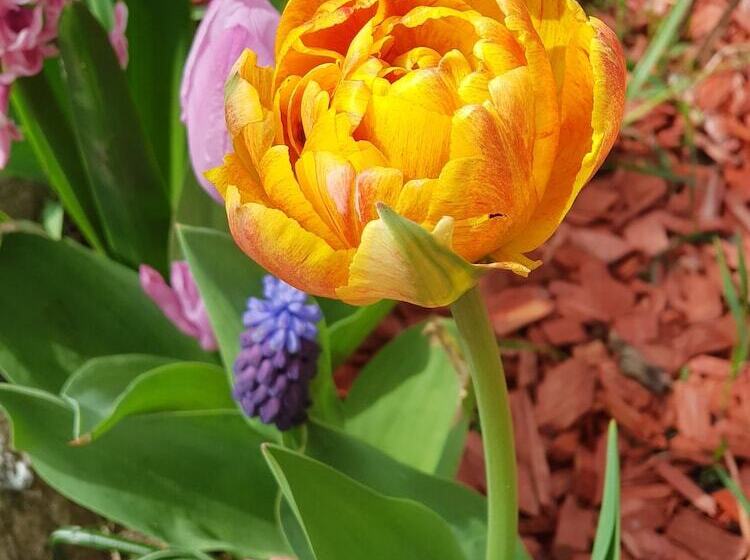 Toscana Restaurant And Bed & Breakfast