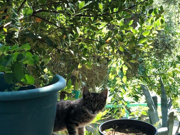 Yesil Vadi Apart Pansiyon Hostel