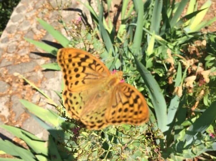 Yesil Vadi Apart Pansiyon Hostel