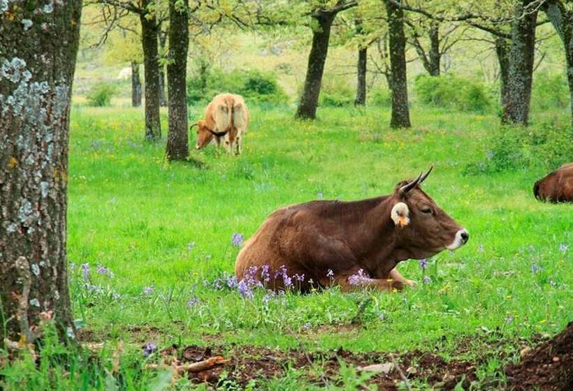 Estrella Rural Casa Rural En La Sierra De Madrid