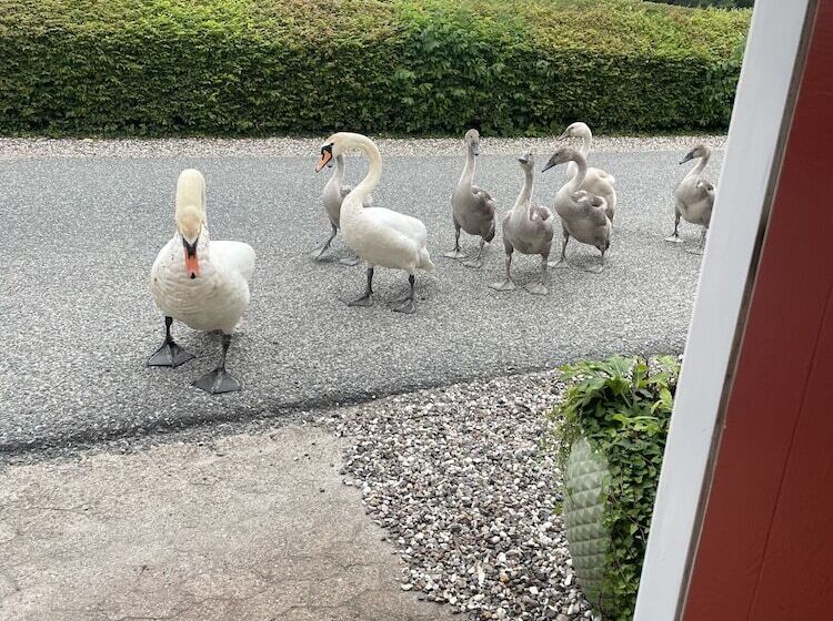 فندق Møllehuset