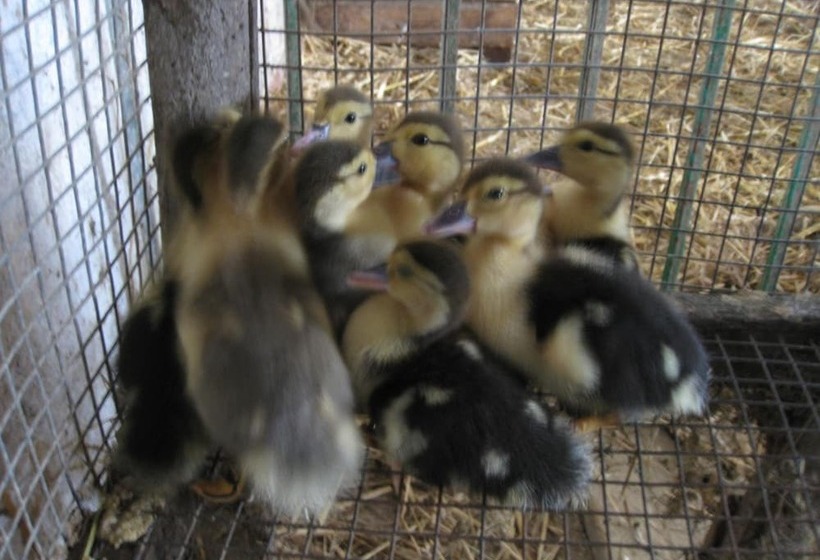 בית מלון כפרי Cascina Ponchietta