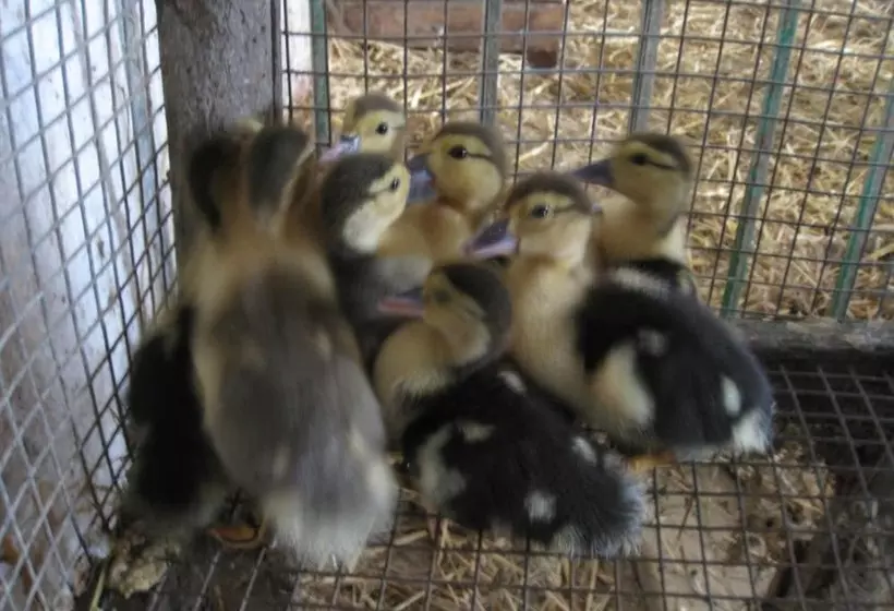 ホテル Cascina Ponchietta