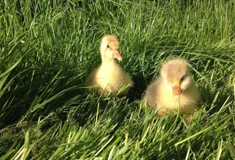 Aamiaismajoitus (B&B) Yew Tree Farm