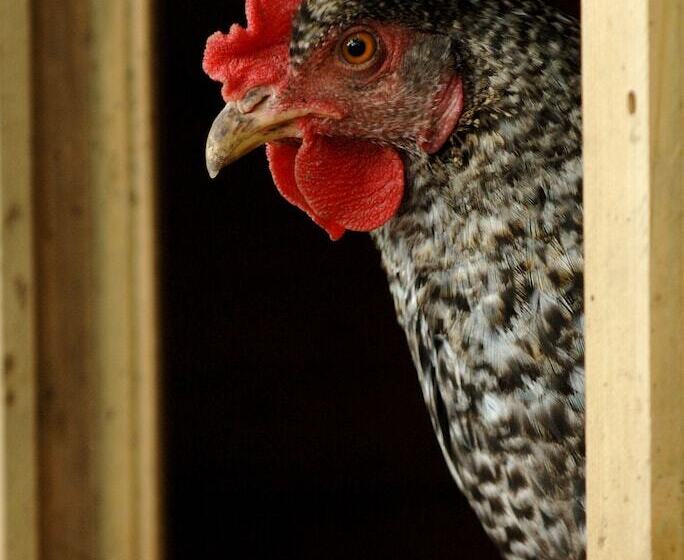 住宿加早餐  Yew Tree Farm