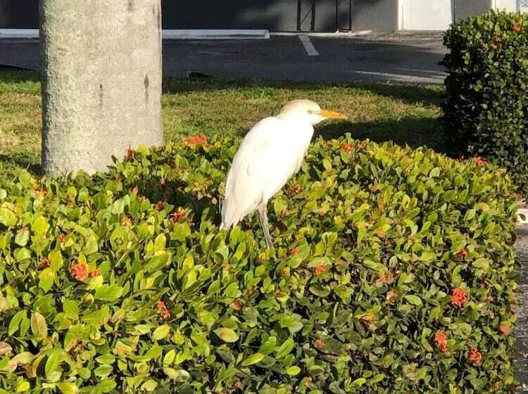 Hotelli Bay Breeze Inn Bradenton Downtown