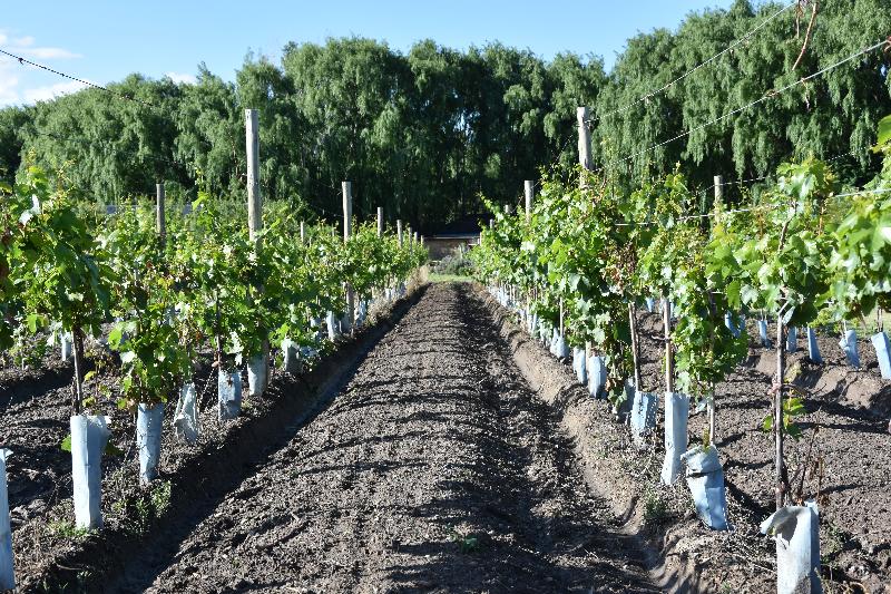 منتجع Finca Ogawa