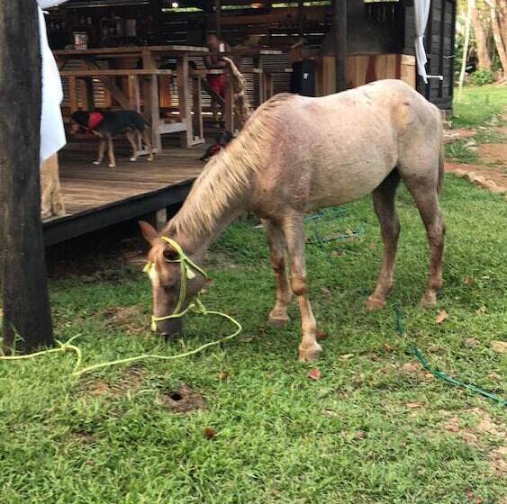 בית מלון כפרי Iguana Beach Eco Resort