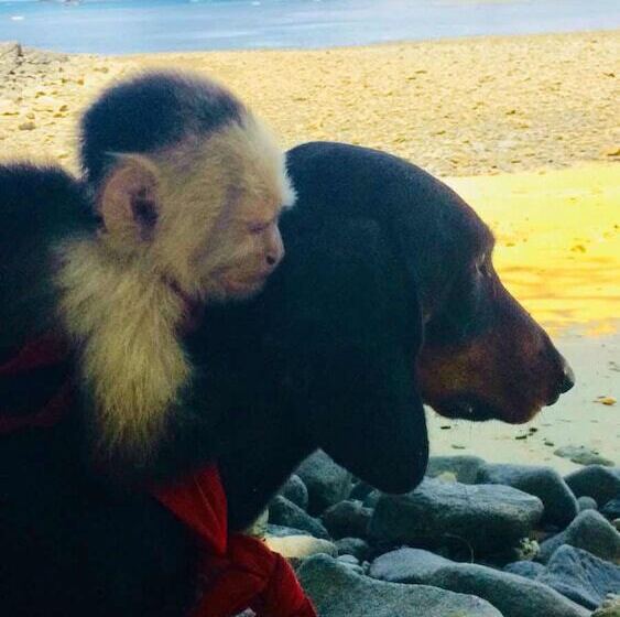 בית מלון כפרי Iguana Beach Eco Resort