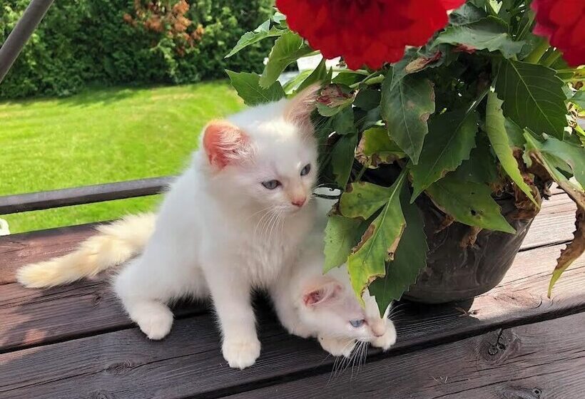 Herrgårds Hotell Gyllene Hästen