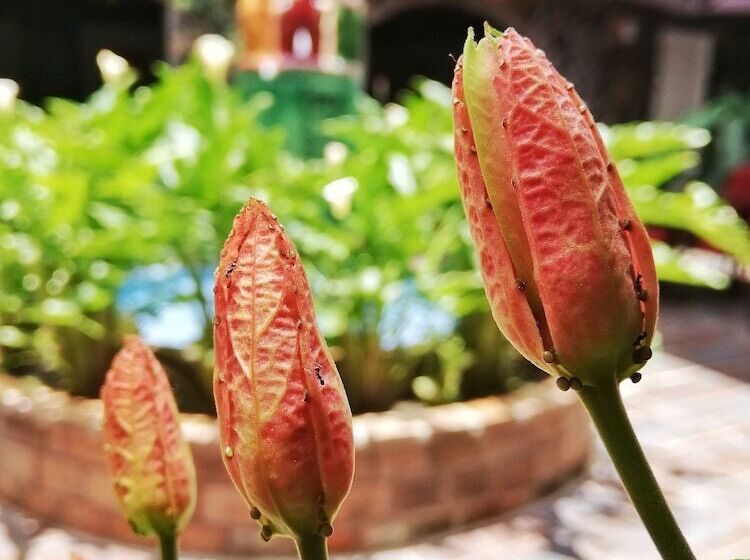 בית מלון כפרי La Serrania