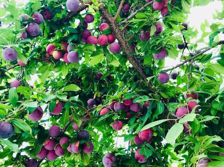 هتل Olive Garden Pansiyon