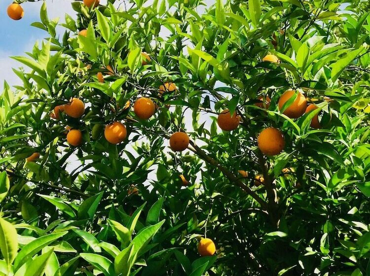 هتل Olive Garden Pansiyon