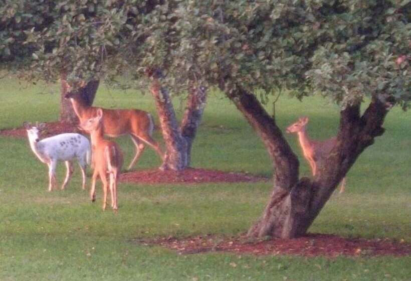 The Dominion House Bed & Breakfast