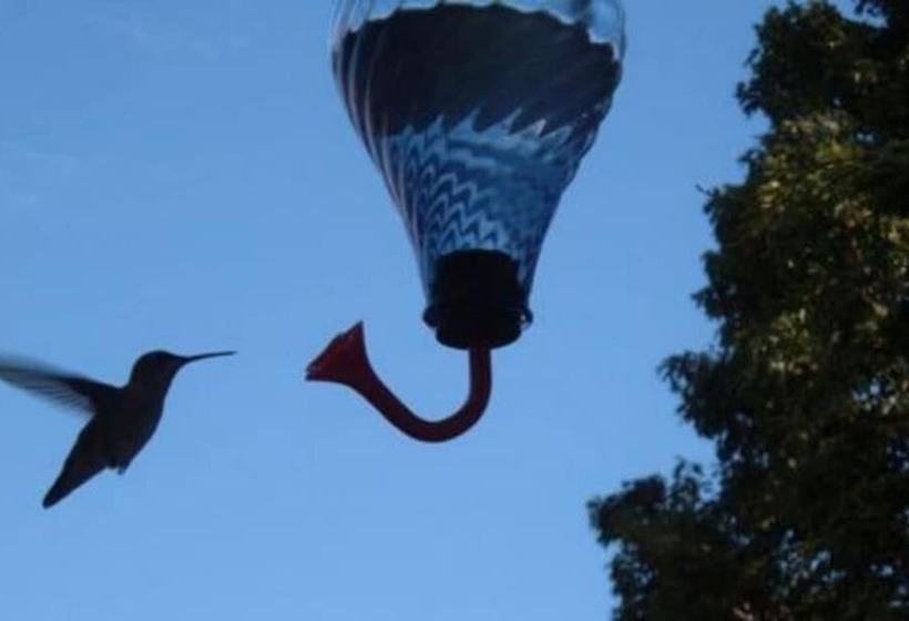 The Dominion House Bed & Breakfast