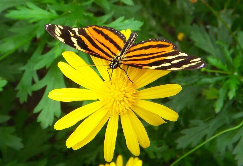 בית מלון כפרי Locanda Samara Beach