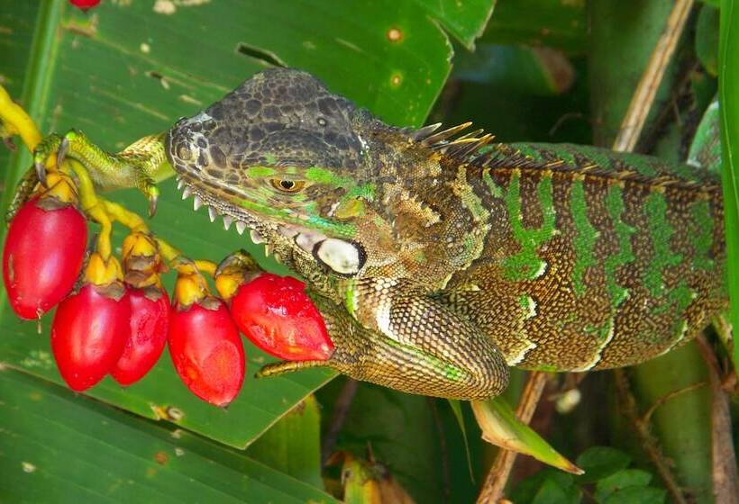 בית מלון כפרי Locanda Samara Beach