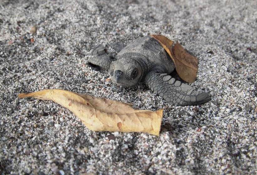 בית מלון כפרי Locanda Samara Beach