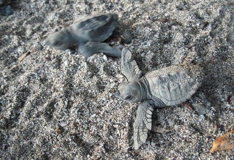 בית מלון כפרי Locanda Samara Beach