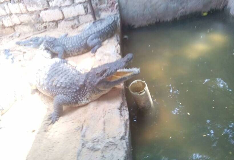 پانسیون Golden Pharaoh