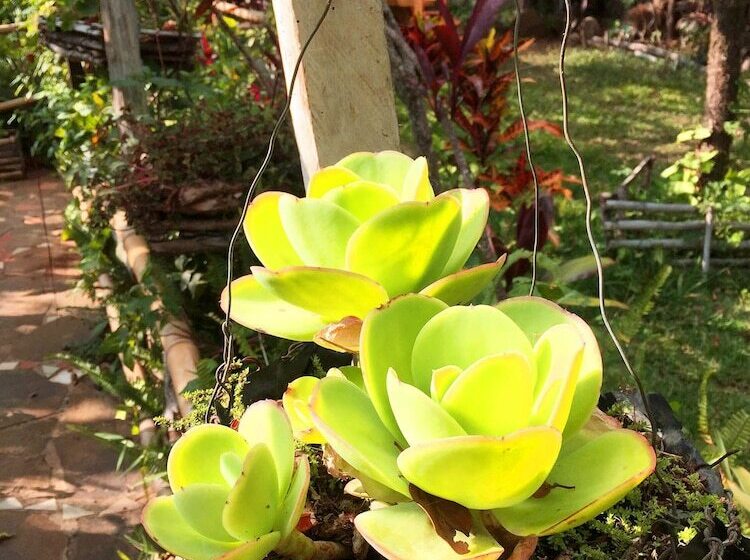 Majatalo Lo Nuestro Ataco