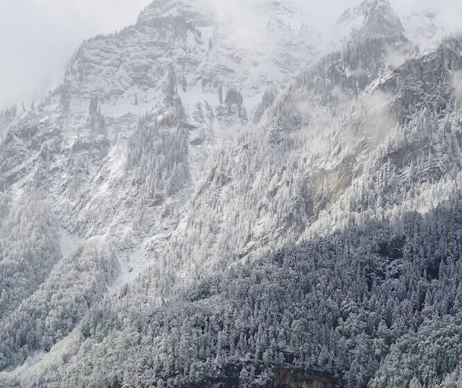 酒店 Edelweiss Lodge